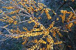 DSC_2448fx.jpg