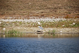DSC_4702fx.jpg