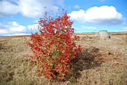 DSC_4707fx.jpg