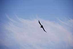 DSC_5006fx.jpg