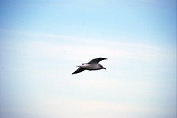 DSC_5256fx.jpg