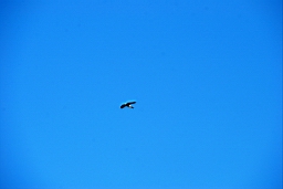 DSC_5416fx.jpg