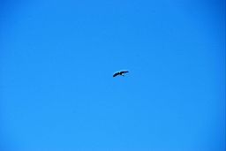 DSC_5417fx.jpg