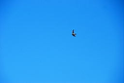 DSC_5418fx.jpg