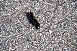 DSC_5767fx.jpg