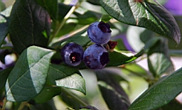 DSC_6638fx.jpg