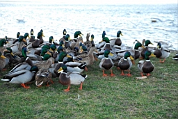 DSC_7077bfx.jpg