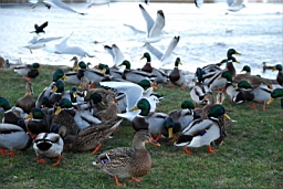 DSC_7077fx.jpg