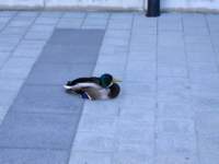 img_2404fx_small.jpg