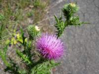 img_3161fx_small.jpg