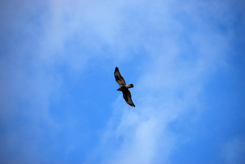 dsc_8019fx.jpg