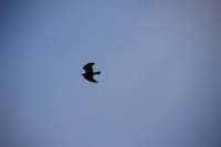 dsc_8022fx_small.jpg