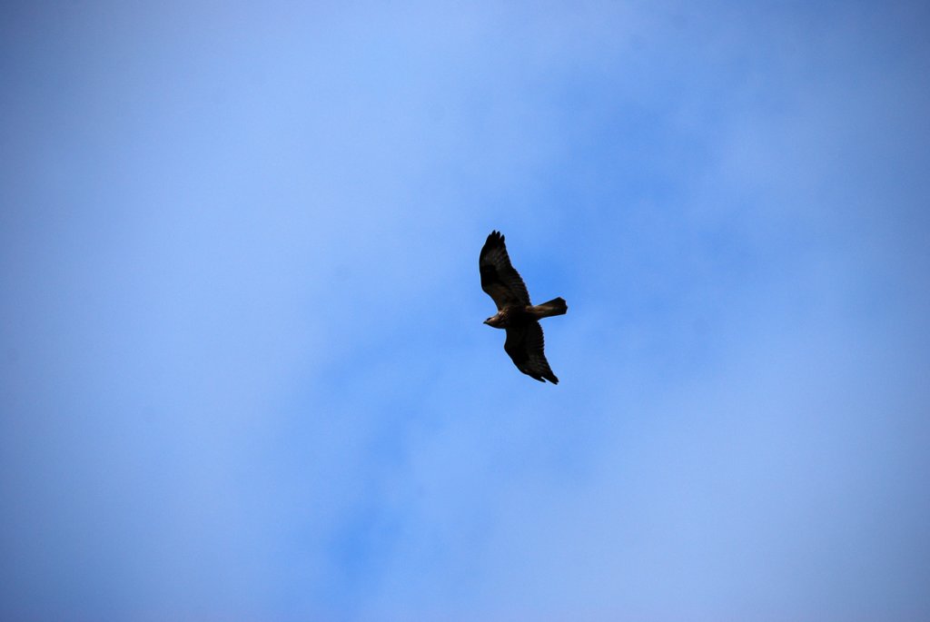 dsc_8024fx.jpg