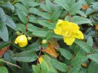 img_3781fx_small.jpg