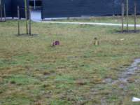 img_3993fx_small.jpg