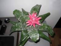 img_4122fx_small.jpg