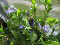 img_4243fx_small.jpg