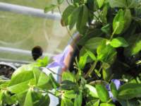 img_4246fx_small.jpg