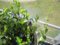 img_4247fx_small.jpg