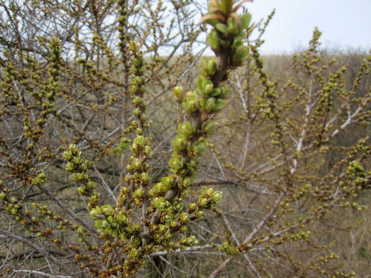 img_4268fx.jpg