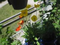 img_4397fx_small.jpg
