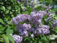 img_4402fx_small.jpg