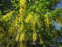 img_4417fx_small.jpg