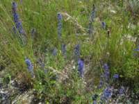img_4522fx_small.jpg