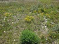 img_4525fx_small.jpg