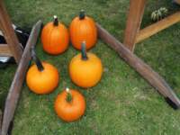 img_5921fx_small.jpg