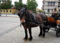 img_5924fx_small.jpg