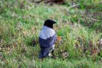 dsc_9039fx_small.jpg