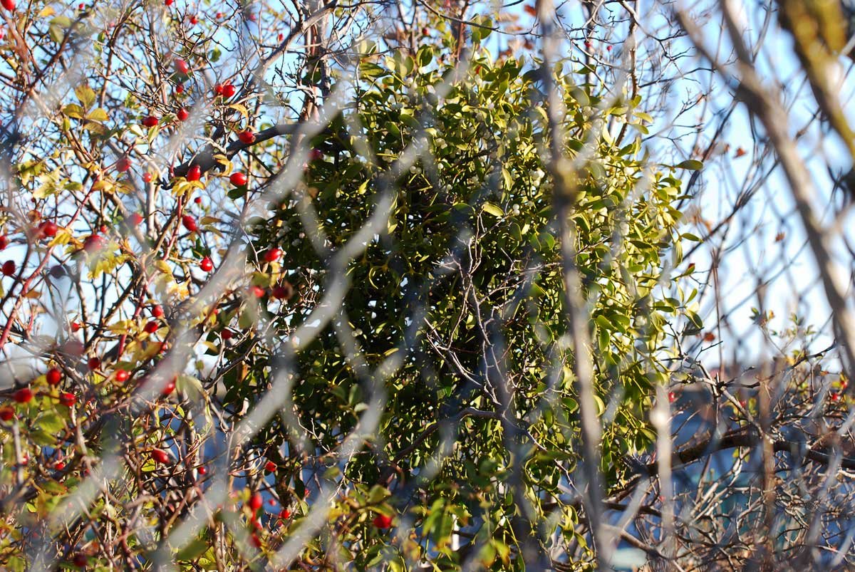 dsc_9187fx.jpg