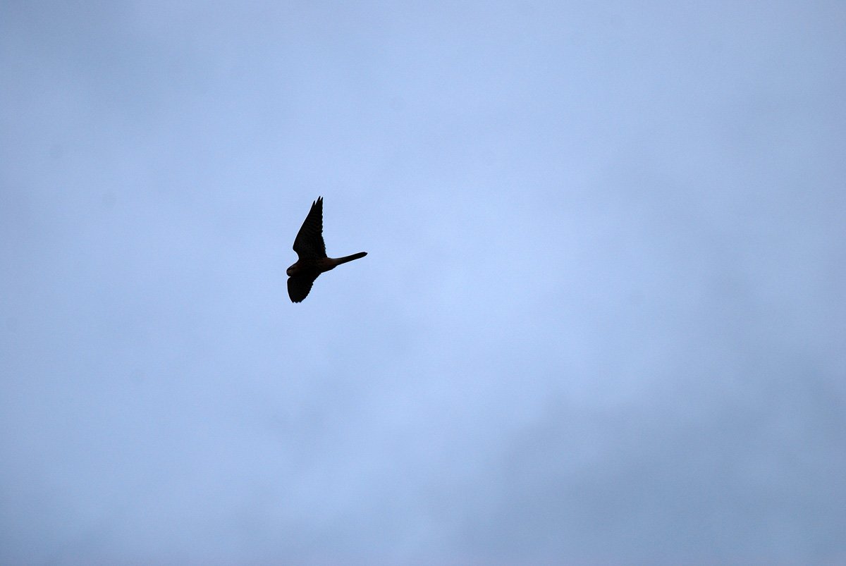 dsc_9206fx.jpg