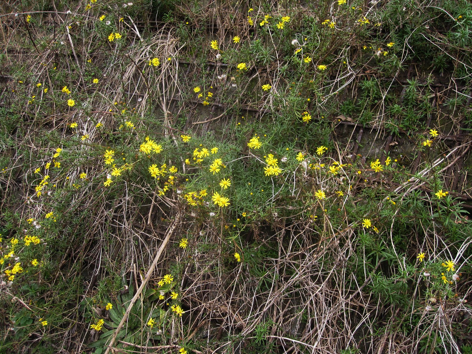 img_61001600px.jpg