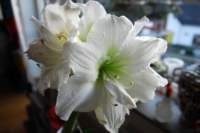 dsc_9295fx_small.jpg