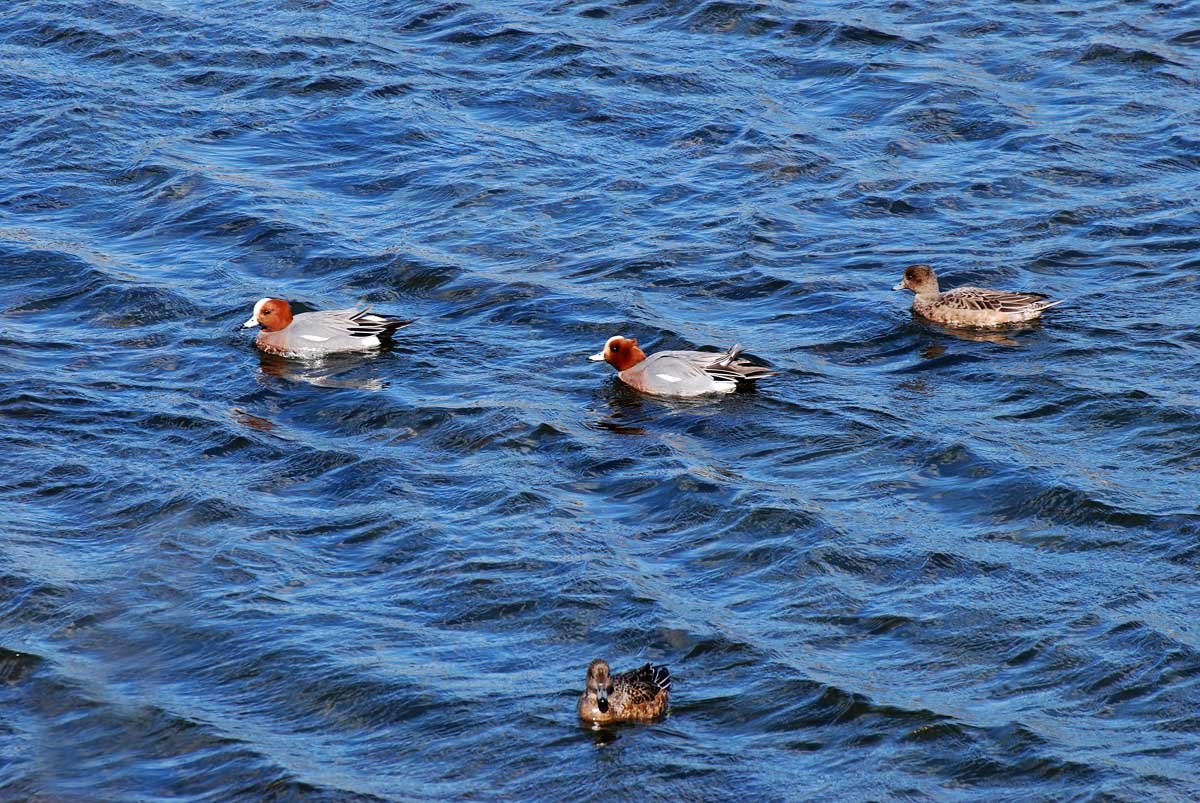 dsc_9412fx.jpg