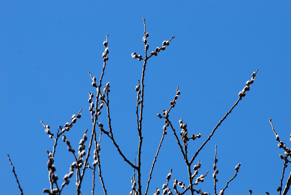 dsc_9424fx.jpg