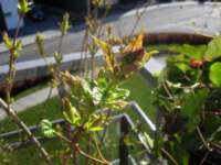 img_6421fx_small.jpg