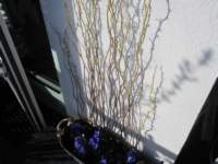 img_6436fx_small.jpg