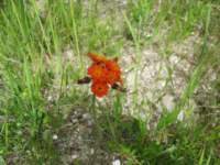 img_6808fx_small.jpg