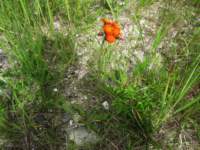 img_6809fx_small.jpg