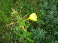 img_6956fx_small.jpg