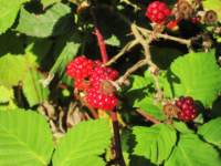 img_7471fx_small.jpg