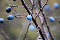dsc_0096fx_small.jpg