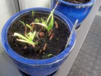 img_7613fx_small.jpg