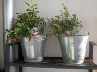 img_7615fx_small.jpg