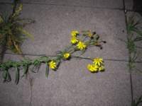 img_7617fx_small.jpg