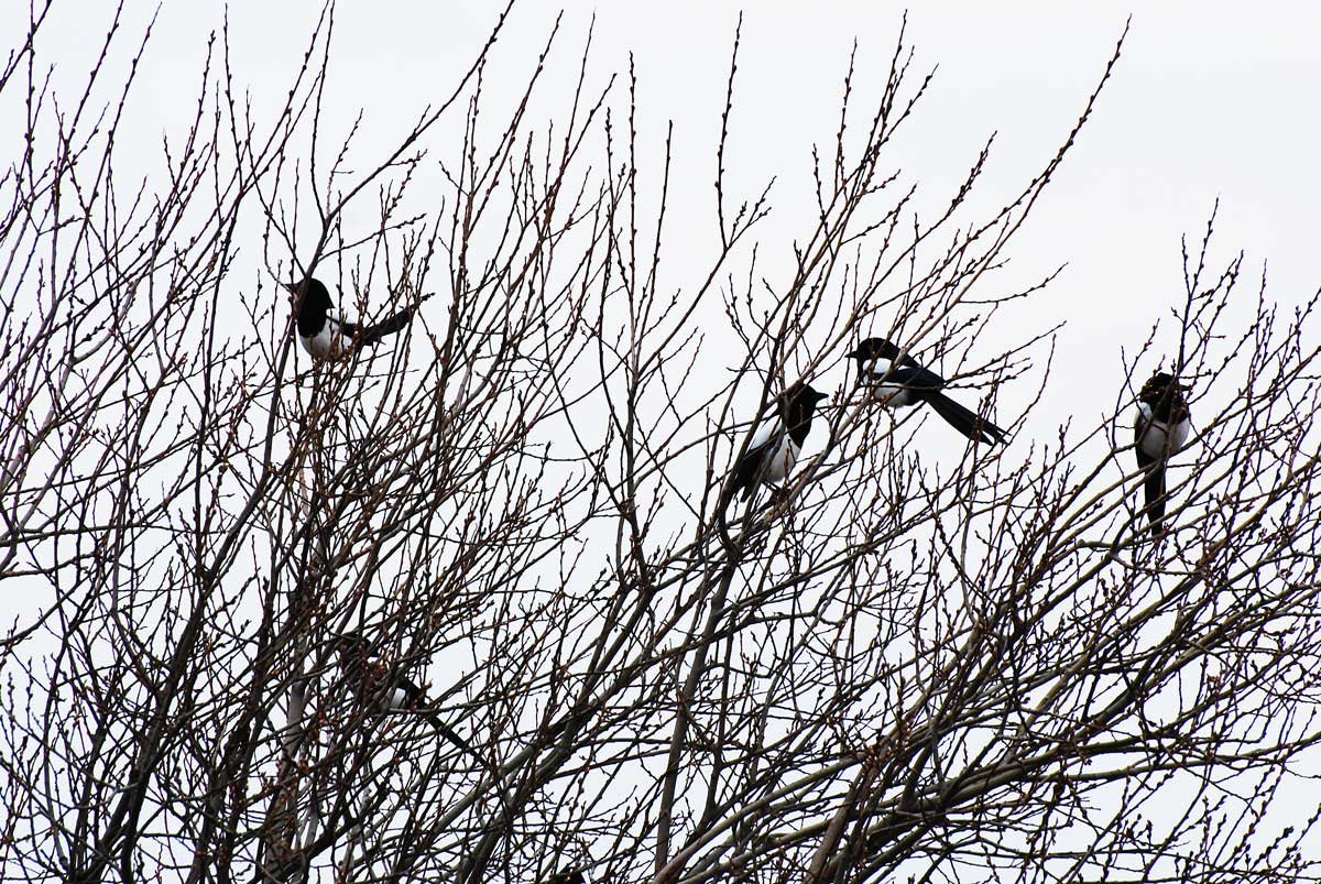 dsc_0499fx.jpg