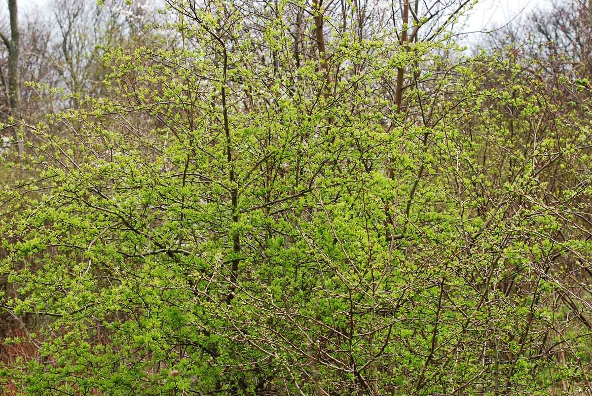 dsc_0529fx.jpg